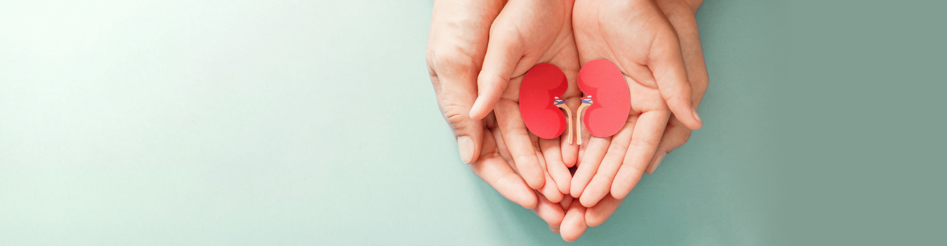 hands holding a pair of kidneys